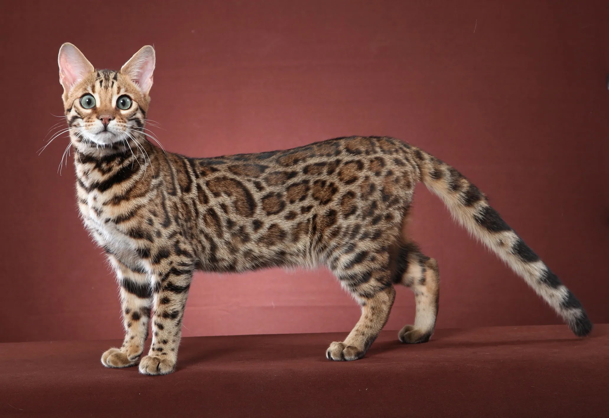 An F2 Bengal Cat